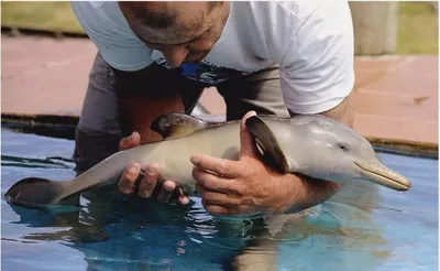 В Приморье начали проверку из-за гибели малыша дельфина в океанариуме -  Nakhodka.Media