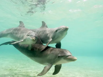 У самок дельфинов обнаружили клитор. Он напоминает человеческий и нужен для  удовольствия