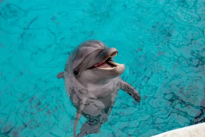 Тихоокеанский белобокий дельфин — Википедия