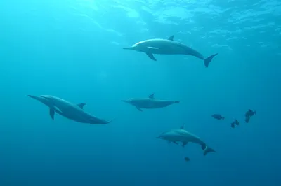 Смерть афалины: что кроется за гибелью краснокнижного дельфина в Крыму -  Рамблер/новости