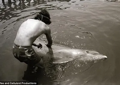 В Антибе в аквапарке Маринеланд родился дельфин | SLON