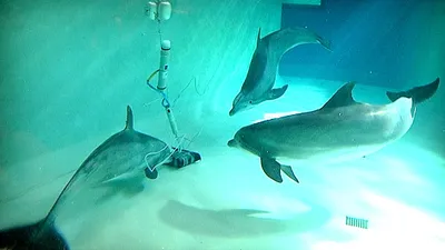 Все о беломордых дельфинах | ВКонтакте