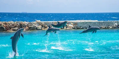 Эти удивительные Дельфины, а также, спаривание ради удовольствия. | Всему  свету | Дзен