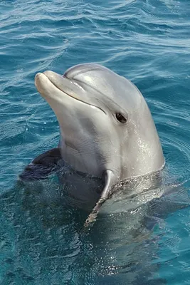 Дельфины | Энциклопедия животных | Энциклопедия животных