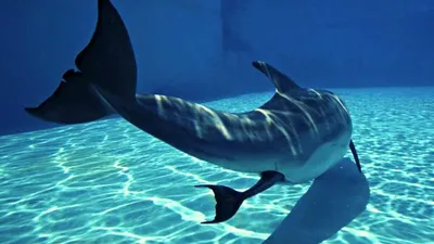 Перн Вики:Размножение дельфинов | Перн Вики | Fandom