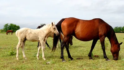 Stallion and young MARY getting acquainted । Спаривание лошадей - YouTube