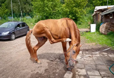 Lipizzan стоковое изображение. изображение насчитывающей лошади - 170479925