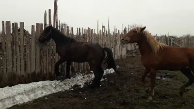 Размножение диких лошадей в Юте Стоковое Фото - изображение насчитывающей  весна, лошадиный: 159451194