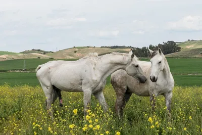 Милый коричневый спортивный конь ест, близко Размножение лошадей Стоковое  Изображение - изображение насчитывающей мило, ферма: 163371827