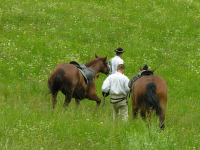 В Налибокской пуще живут и размножаются уникальные дикие лошади