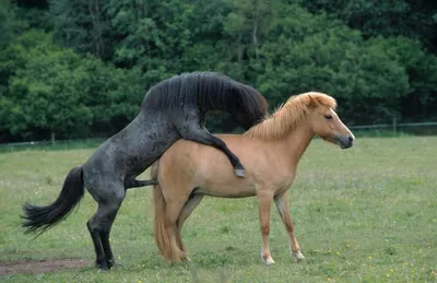 спаривание лошади в природе Стоковое Изображение - изображение  насчитывающей жеребец, черный: 247760317
