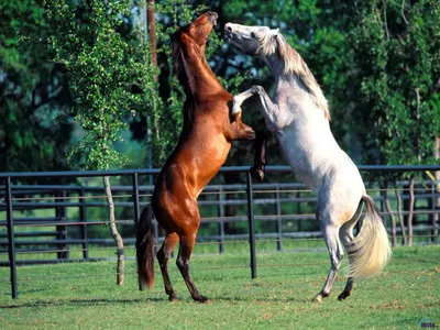 Peculiarities of coupling big horses - YouTube