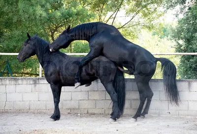 Спаривание Лошадей — стоковые фотографии и другие картинки Без людей - Без  людей, Горизонтальный, Два животных - iStock