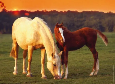Спаривание лошадей: подбор пород, возраст, размножение, фото