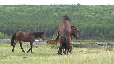Beautiful horses