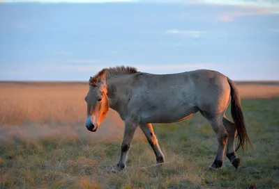 Размножение диких лошадей стоковое изображение. изображение насчитывающей  мустанг - 124421953