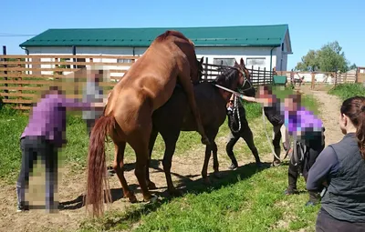 Спаривание лошадей людьми фото 