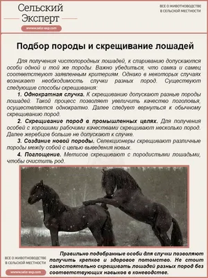 Размножение диких лошадей в Юте Стоковое Фото - изображение насчитывающей  пустыня, мустанг: 124421782