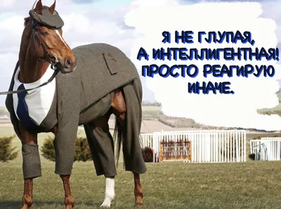 О лошадях и людях, 2013 — смотреть фильм онлайн в хорошем качестве на  русском — Кинопоиск