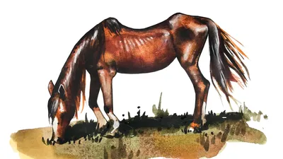 Замечательное возвращение лошади Пржевальского (Smithsonian, США) |  07.10.2022, ИноСМИ