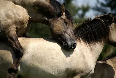 Австралия планирует убить более 10 тысяч диких лошадей - Техно bigmir)net