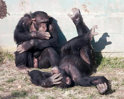 Размывание фона деятельности обезьян животные спаривание. Стоковое Фото -  изображение насчитывающей ангстрома, белка: 191552954