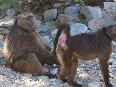 Размывание фона деятельности обезьян животные спаривание. Стоковое  Изображение - изображение насчитывающей примат, шимпанзе: 191552889