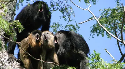 Бонобо спаривание в естественной среде обитания стоковое фото ©SURZet  136552330