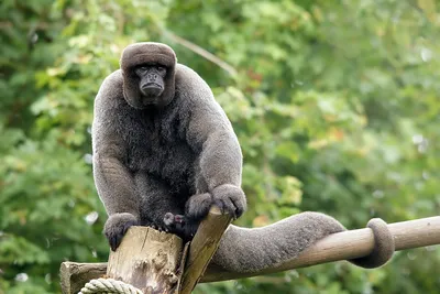 Самцы обезьян спариваются друг с другом больше, чем с самками. И у них  больше потомства