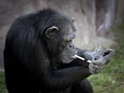 У обезьян-бонобо заботливые «мамочки» стоят на страже, пока их сыновья  спариваются