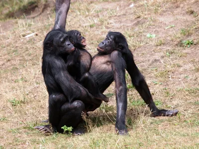 Человекообразные обезьяны могут исчезнуть с лица Земли – Москва 24,  30.07.2014