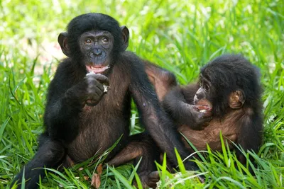 Насколько разные обезьяны сильнее человека? Или слабее? | STENA.ee
