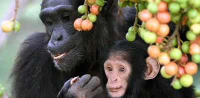 Поведение животных: Обезьяны бонобо - YouTube