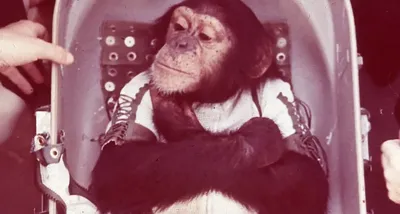Размывание фона деятельности обезьян животные спаривание. Стоковое  Изображение - изображение насчитывающей примат, шимпанзе: 191552889