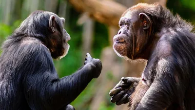 Беспорядочный секс у бонобо не мешает планированию беременности -  Рамблер/новости