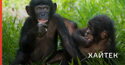 Молодые самки шимпанзе покидают дом, чтобы избежать близкородственного  скрещивания