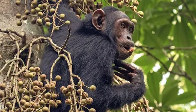 Размножение обезьяны в природе Стоковое Изображение - изображение  насчитывающей примат, среда: 132055749