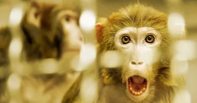 Китайские ученые проведут эксперимент по спариванию обезьян на космической  станции - 08.11.2022 – Форпост Севастополь