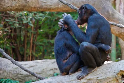 Бонобо – родственник человека. Фото и описание обезьяны бонобо