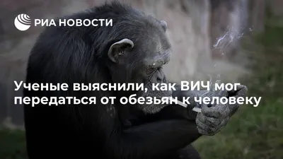 Би-би-си разоблачила глобальную сеть садистов, мучающих обезьян - BBC News  Русская служба