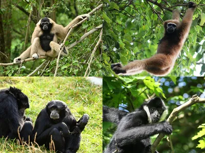 Социальная и семейная жизнь обезьян и человека