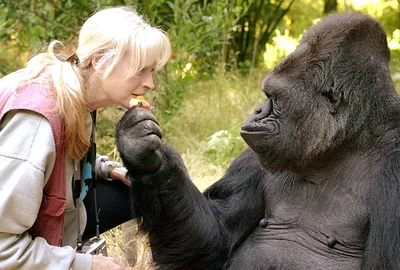 Видео: Малыша гориллы атаковал самец, но мама спасла его