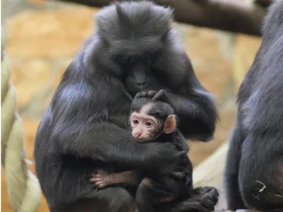 Ученые выяснили, как вирус иммунодефицита передался от обезьяны человеку -  Life4me+