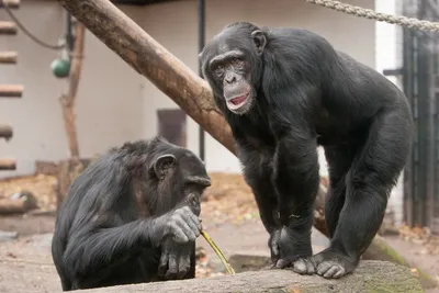 У обезьян-бонобо заботливые «мамочки» стоят на страже, пока их сыновья  спариваются | Пикабу