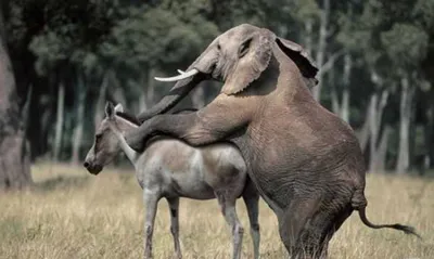 Спаривание Слонов В Серенгети — стоковые фотографии и другие картинки  Африка - Африка, Слон - Толстокожие животные, Спаривание животных - iStock