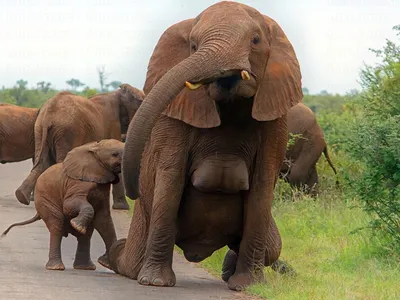 Два больших слона дерутся за милое женское животное и спариваются! ЭТО  ВИДЕО СТАНОВИТСЯ ВИРУСНЫМ - YouTube