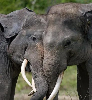 Парк мара масаев пар Loxodonta Africana спаривание африканского слона в  Кении Стоковое Фото - изображение насчитывающей млекопитающее,  вышесказанного: 196839630