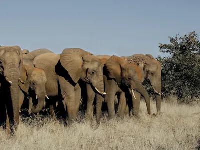 Спаривание африканских слонов стоковое фото ©EcoPic 38231729