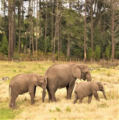 Слон в живой природе - фото и картинки: 60 штук