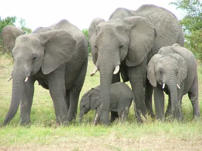 Спаривание слонов» — создано в Шедевруме